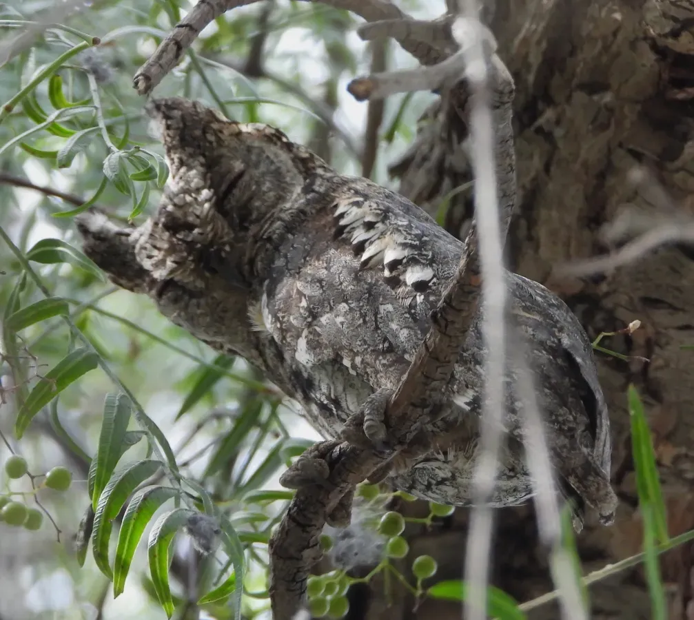 File:Otus cyprius 62796570.jpg