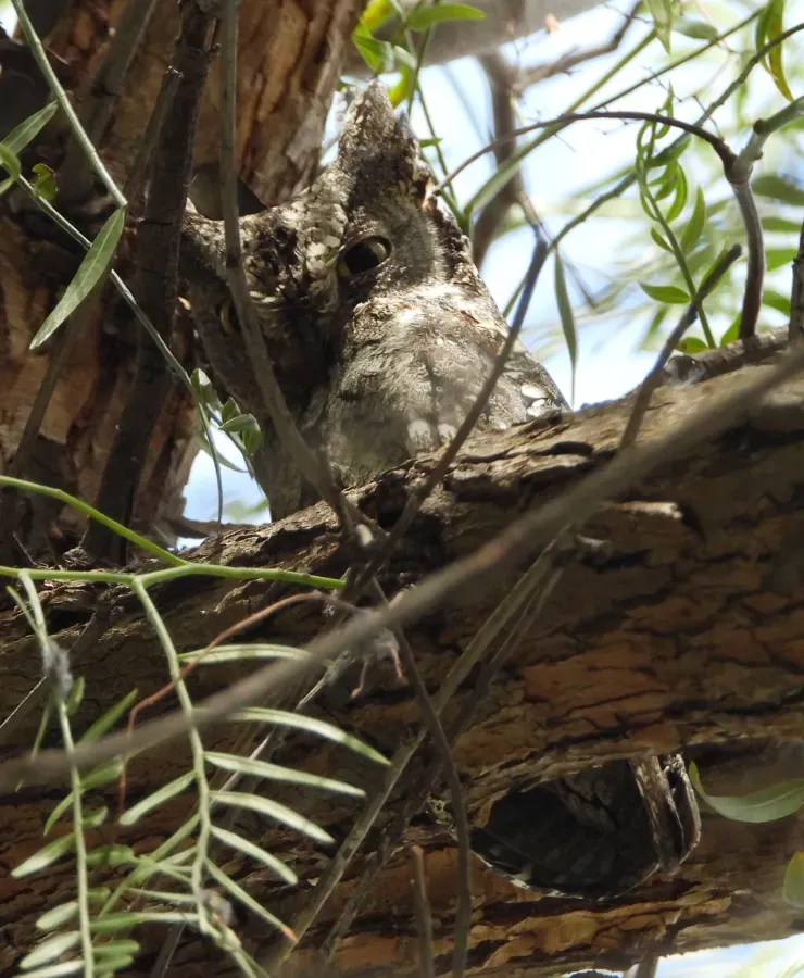 File:Otus cyprius 62796526.jpg