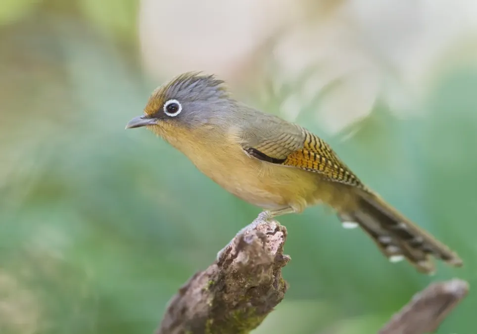 File:Actinodura ramsayi - Chiang Mai.jpg