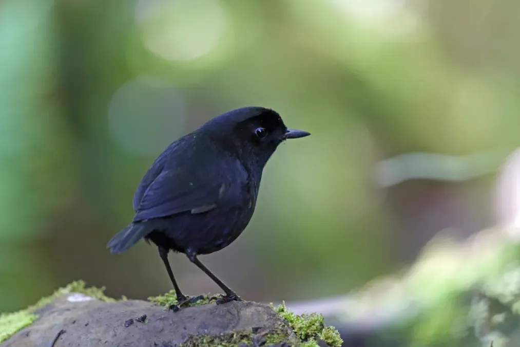 File:Melampitta lugubris 3114199.jpg