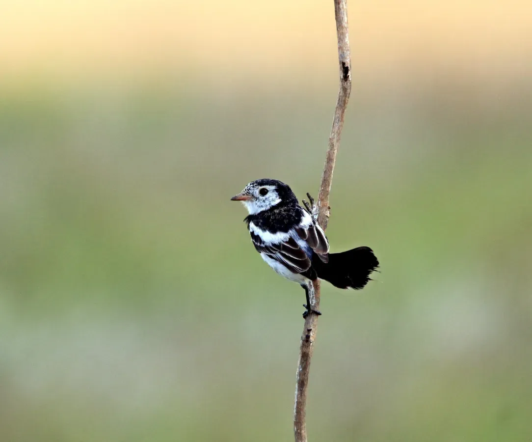File:Galito - Alectrurus tricolor (44427752382).jpg