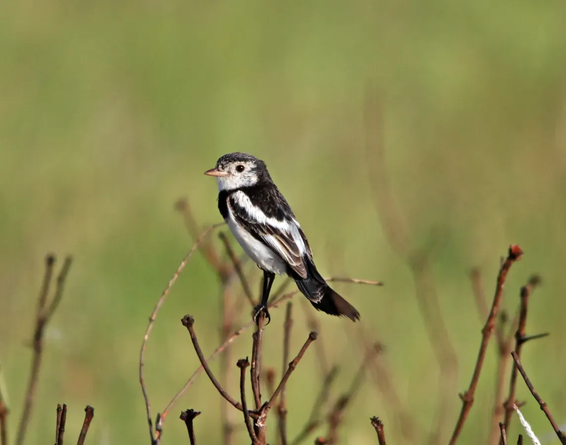 File:Galito - Alectrurus tricolor (42668537250).jpg
