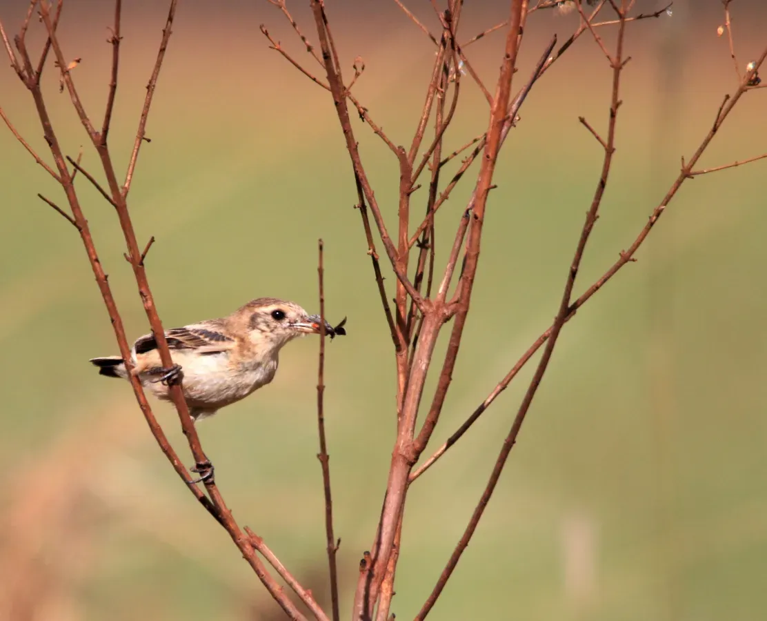 File:Galito-(fêmea)- Alectrurus tricolor (29539819497).jpg