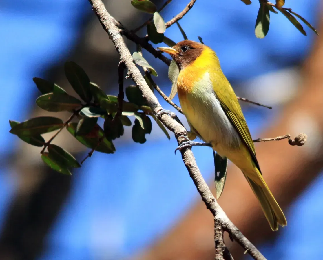 File:Saíra ferrugem - Hemithraupis ruficapilla (44428028692).jpg