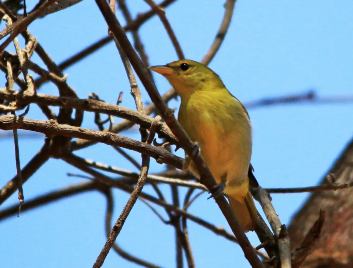 File:Saíra ferrugem-(fêmea) - Hemithraupis ruficapilla (30608343558).jpg