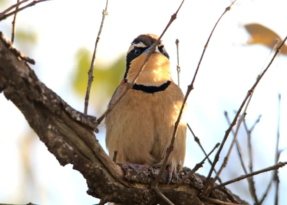 File:Tapaculo colarinho - Melanopareia torquata (30620618578).jpg