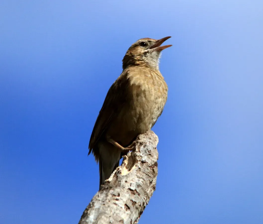 File:Cochicho - Anumbius annumbi (44490124811).jpg