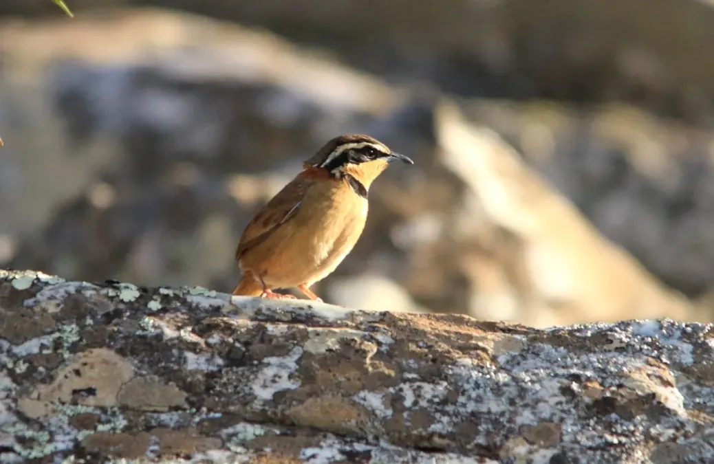 File:Tapaculo colarinho - Melanopareia torquata (43580752045).jpg