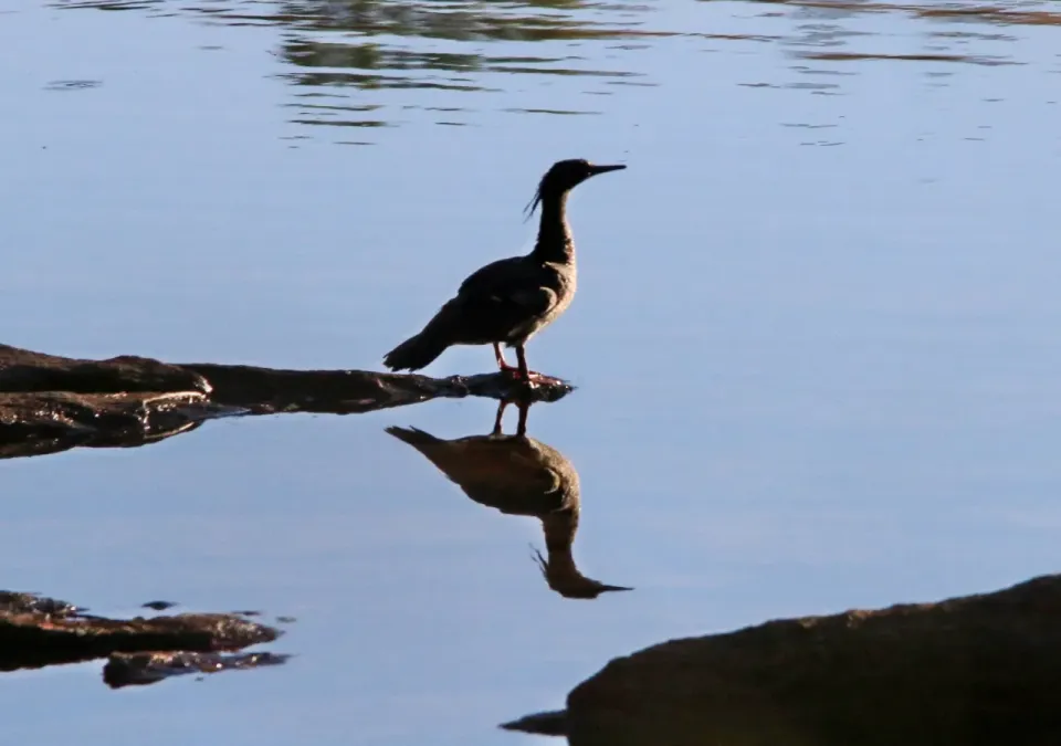 File:Pato Mergulhão - Mergus octosetaceus (29552885137).jpg