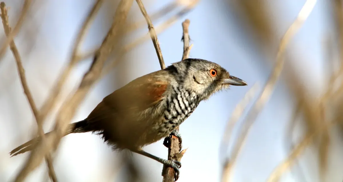File:Choca de asa vermelha - Thamnophilus torquatus (30620876108).jpg