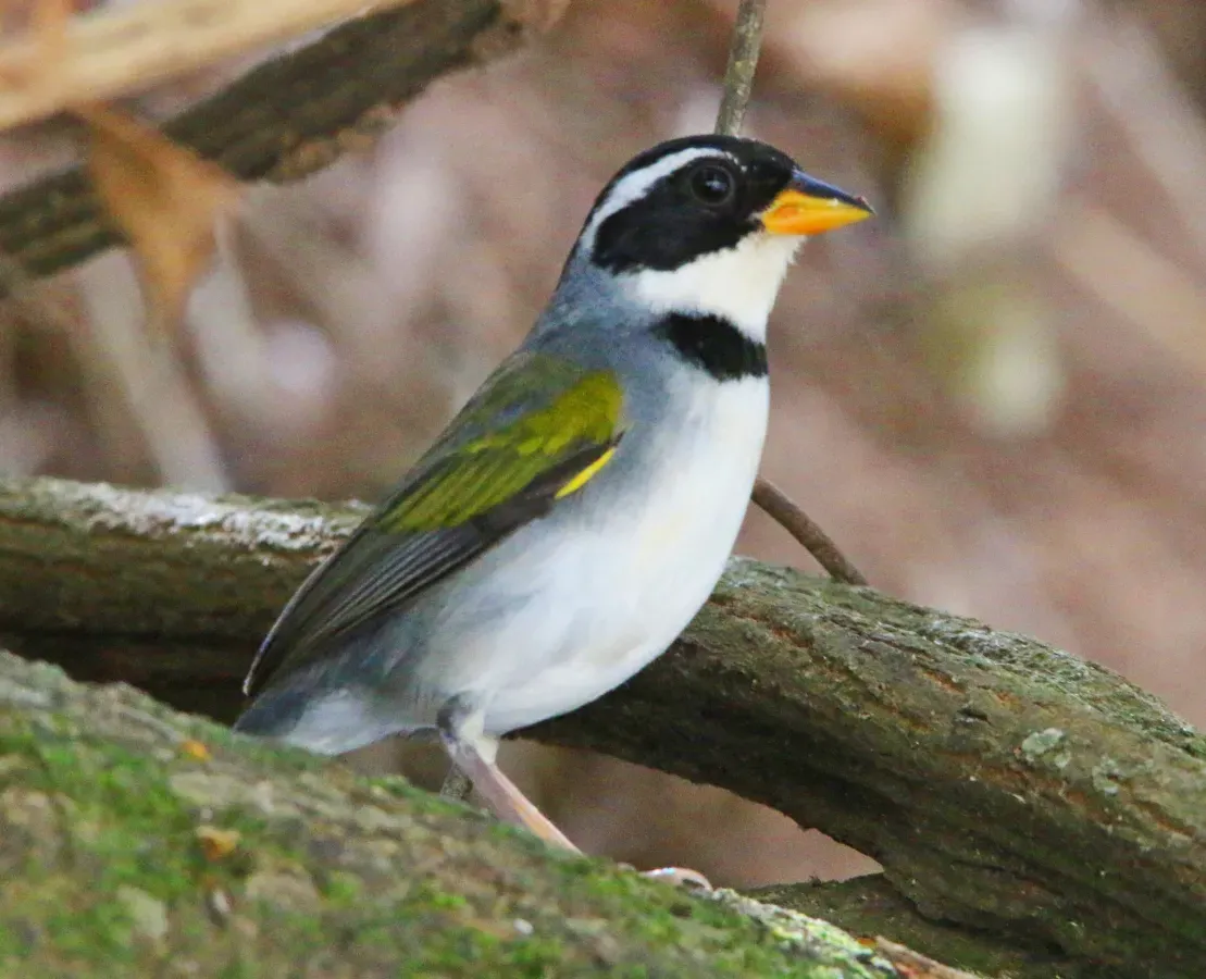 File:Tico tico de bico amarelo - Arremon flavirostris (28668114627).jpg