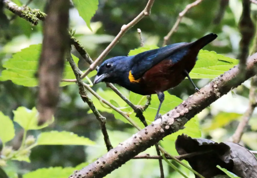 File:Ferro velho - Euphonia pectoralis (41980778332).jpg