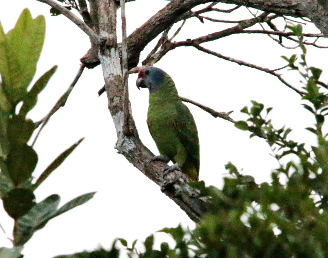 File:Papagaio de cara roxa - Amazona brasiliensis (41124929075).jpg