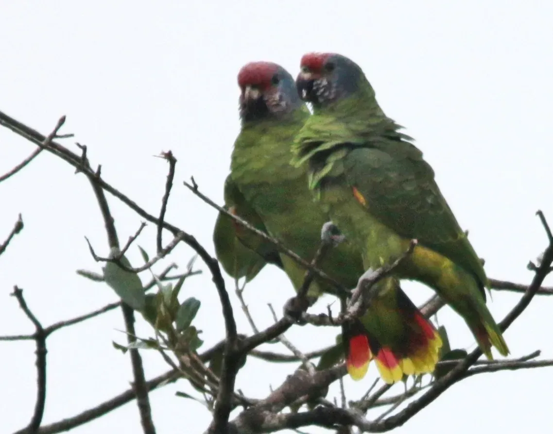 File:Papagaio de cara roxa - Amazona brasiliensis (28152493288).jpg