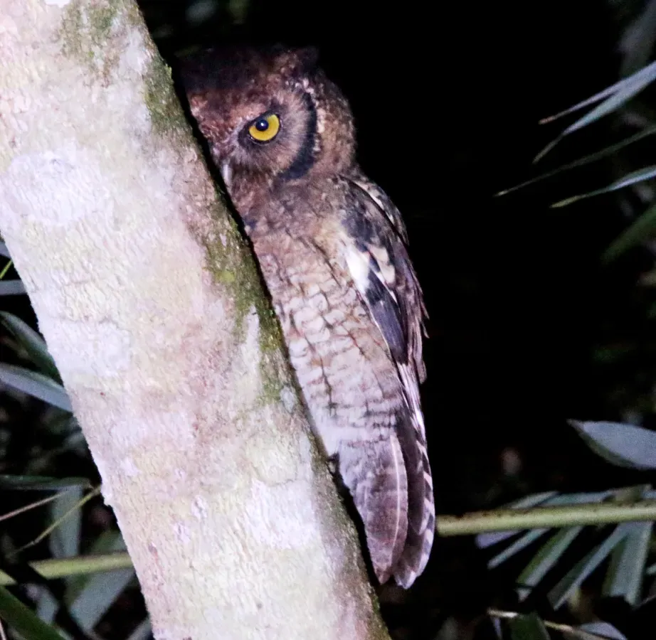 File:Corujinha sapo - Megascops atricapilla (28152611528).jpg