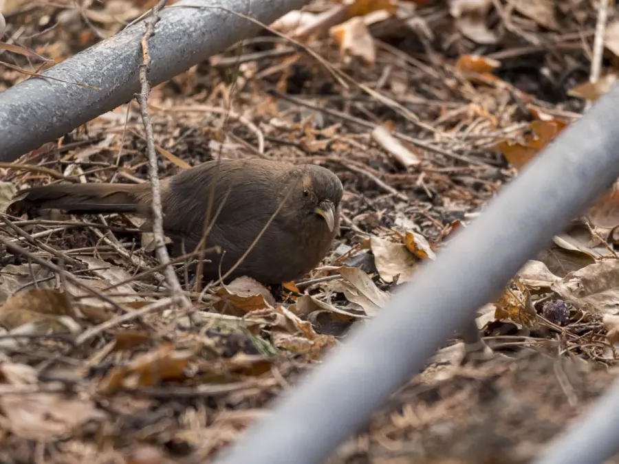 File:Pterorhinus davidi-P1735520.jpg