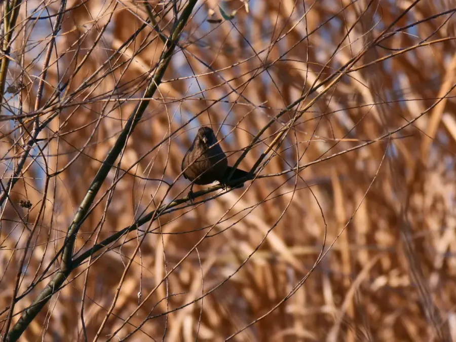 File:Pterorhinus davidi-P1677193.jpg