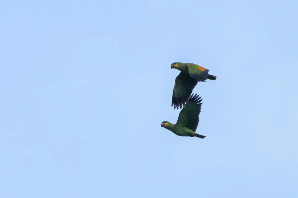 File:Amazona amazonica amazonica 249273394.jpg
