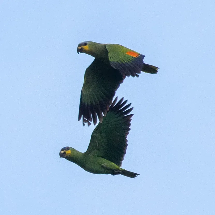 File:Amazona amazonica amazonica 249273394 (cropped).jpg
