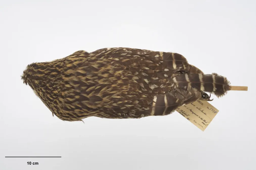 File:OR001778 Ninox albifacies albifacies Te Papa 630296 263371.jpg