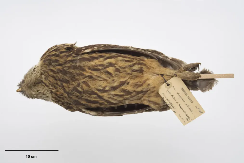 File:OR001778 Ninox albifacies albifacies Te Papa 630296 263372.jpg