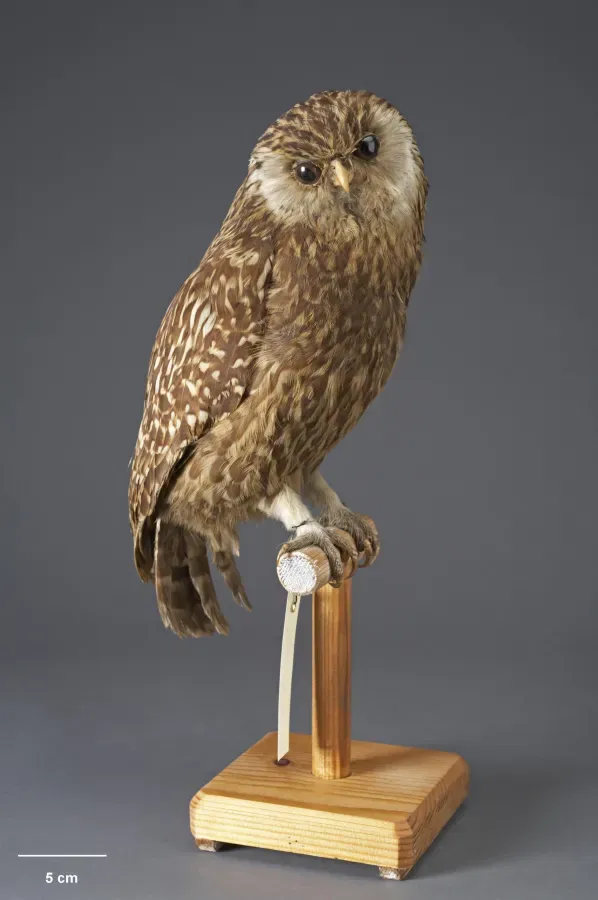 File:OR010143 Ninox albifacies cf albifacies Te Papa 630299 151892.jpg