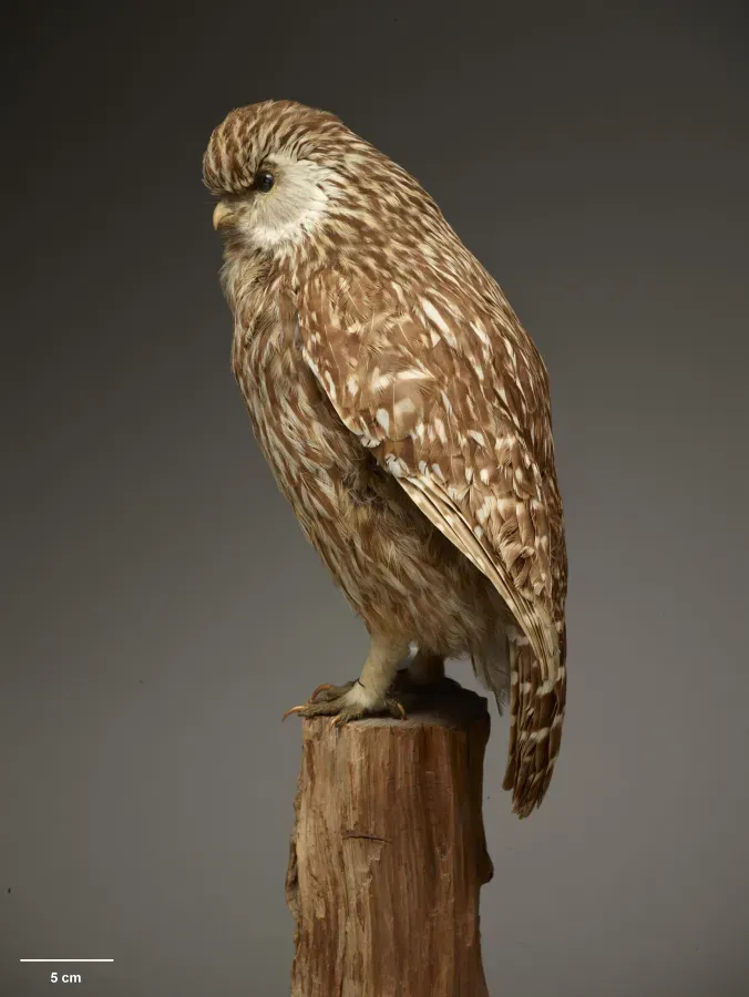File:OR030061 Ninox albifacies Te Papa 1509640 375583.jpg