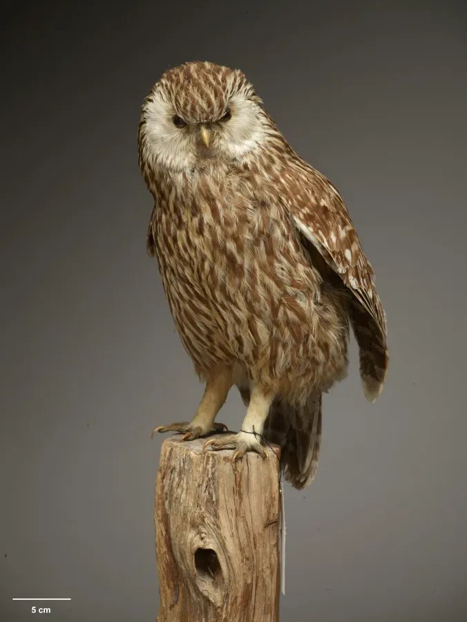 File:OR030061 Ninox albifacies Te Papa 1509640 375582.jpg