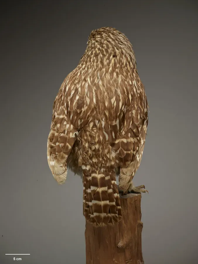 File:OR030061 Ninox albifacies Te Papa 1509640 375584.jpg