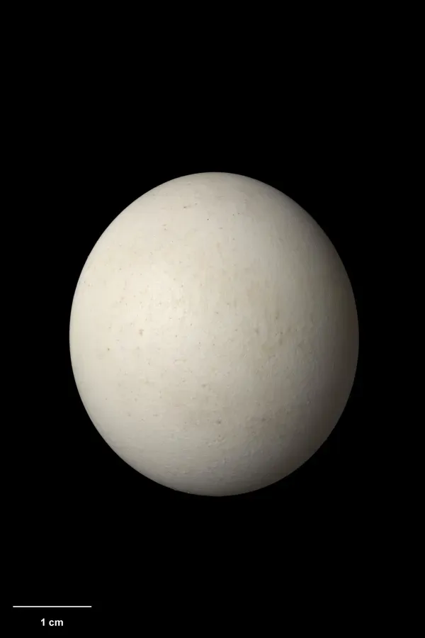 File:OR030062 Ninox albifacies Te Papa 1509641 375585.jpg