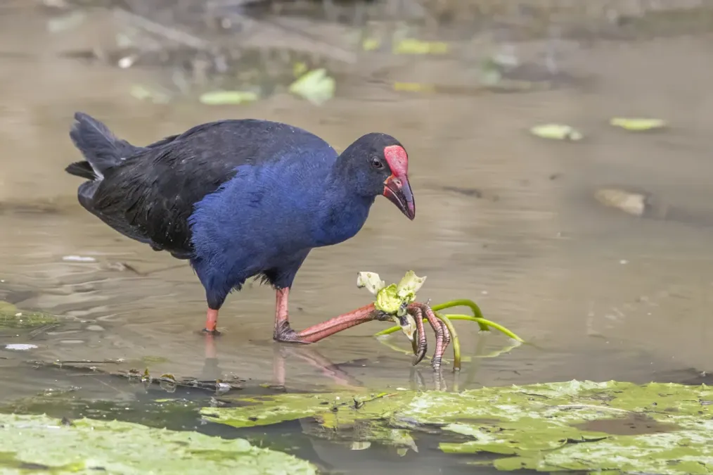 File:Australasian swamphen (Porphyrio melanotus melanotus) Kakadu.jpg