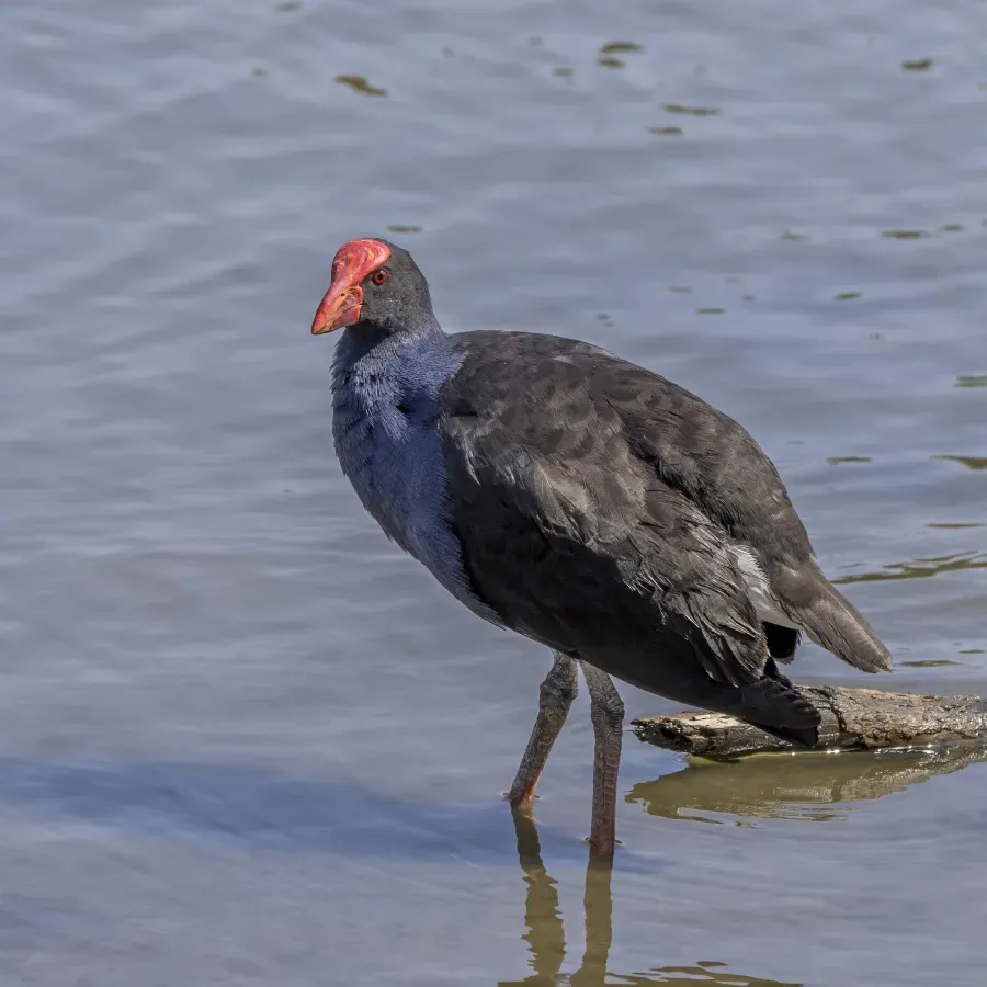 File:Australasian swamphen (Porphyrio melanotus melanotus) Sydney.jpg