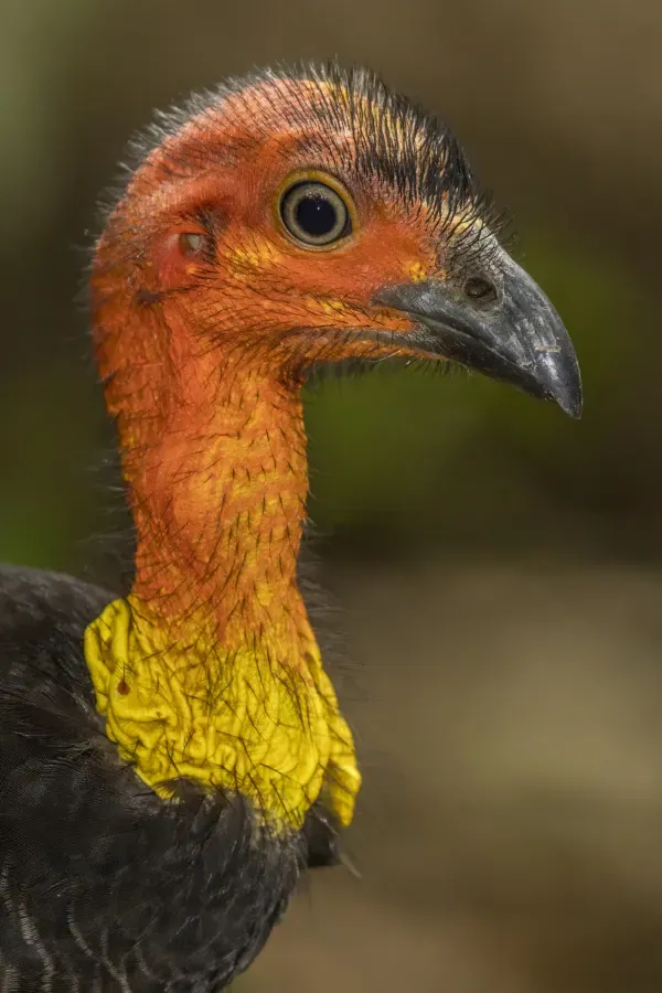 File:Australian brushturkey (Alectura lathami) female head Atherton.jpg