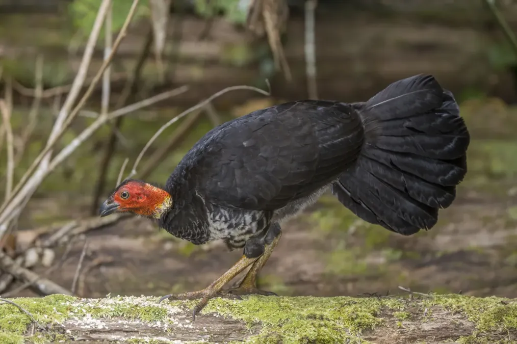 File:Australian brushturkey (Alectura lathami) female Atherton.jpg