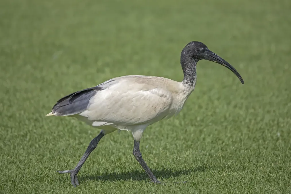 File:Australian ibis (Threskiornis molucca) Sydney.jpg