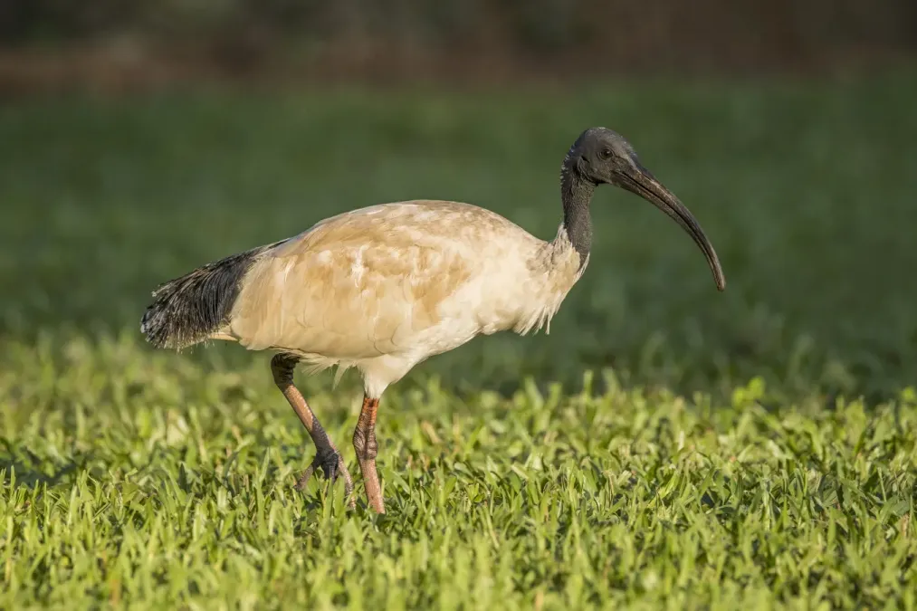 File:Australian ibis (Threskiornis molucca) Darwin.jpg