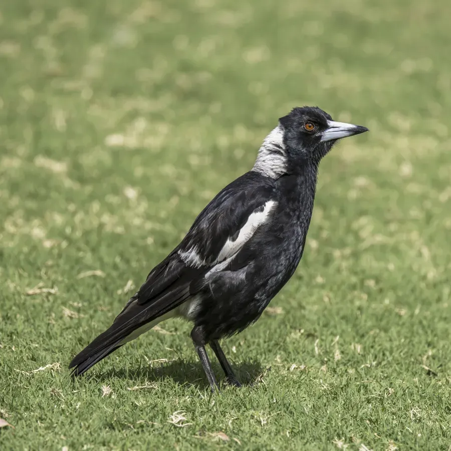 File:Australian magpie (Gymnorhina tibicen tibicen) male Sydney.jpg