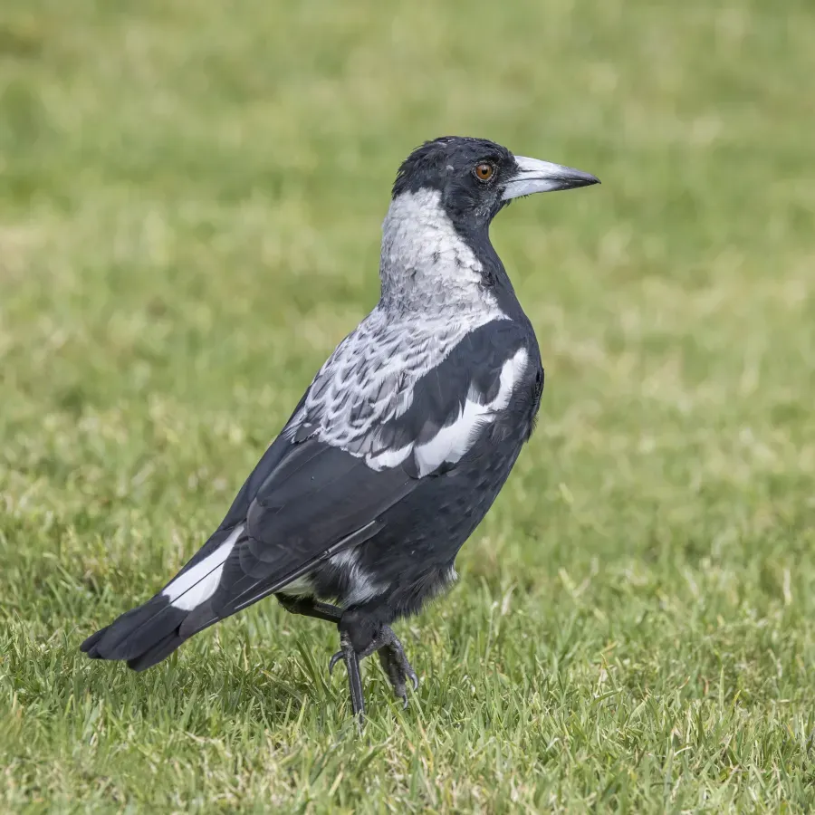 File:Australian magpie (Gymnorhina tibicen telonocua) female Adelaide.jpg