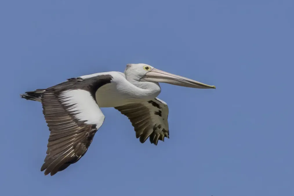 File:Australian pelican (Pelecanus conspicillatus) in flight Blanchetown.jpg