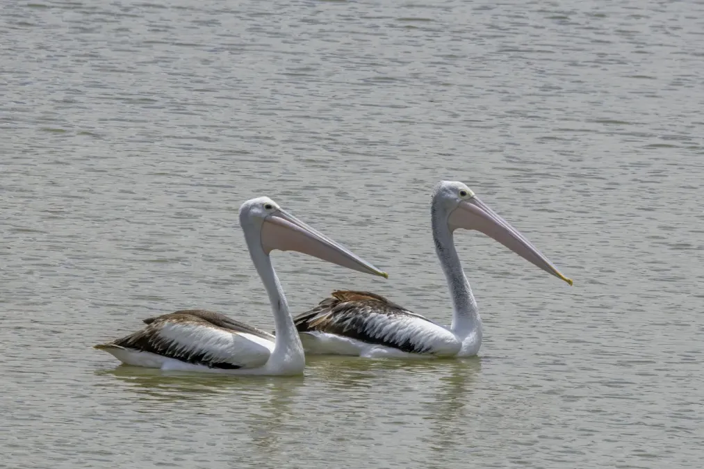 File:Australian pelicans (Pelecanus conspicillatus) Blanchetown.jpg