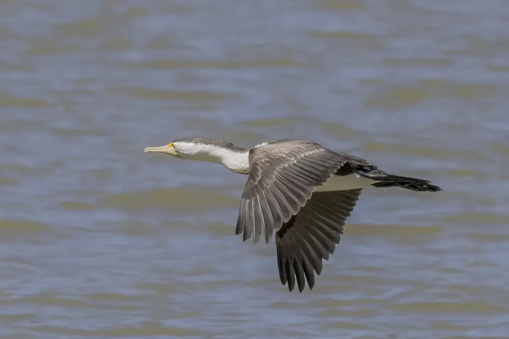 File:Australian pied cormorant (Phalacrocorax varius hypoleucos) in flight Blanchetown.jpg