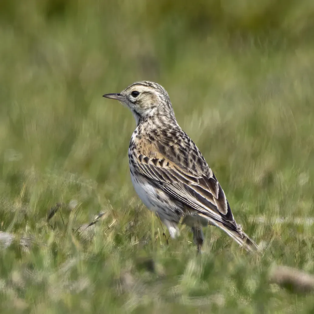File:Australian pipit (Anthus australis bistriatus) South Bruny.jpg