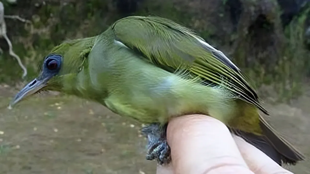 File:Zosterops stresemanni.jpg