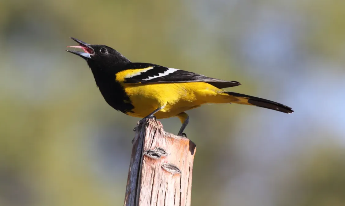 File:Scott's Oriole (Icterus parisorum) (53463360961).jpg