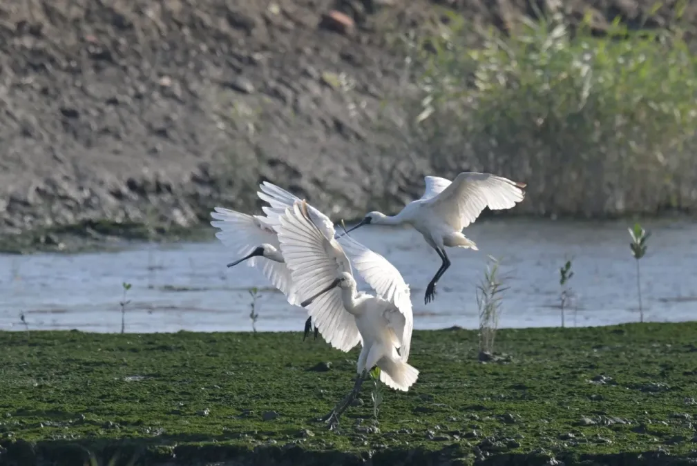 File:Platalea minor and Platalea leucorodia in Shezidao Wetlands.jpg