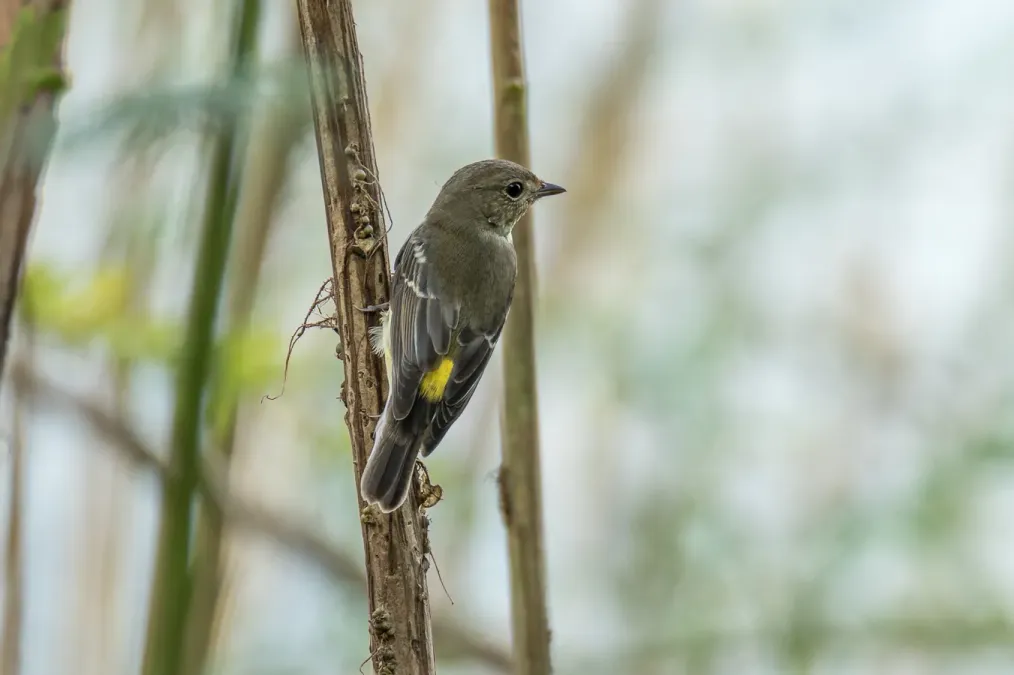 File:Ficedula zanthopygia 161525294.jpg