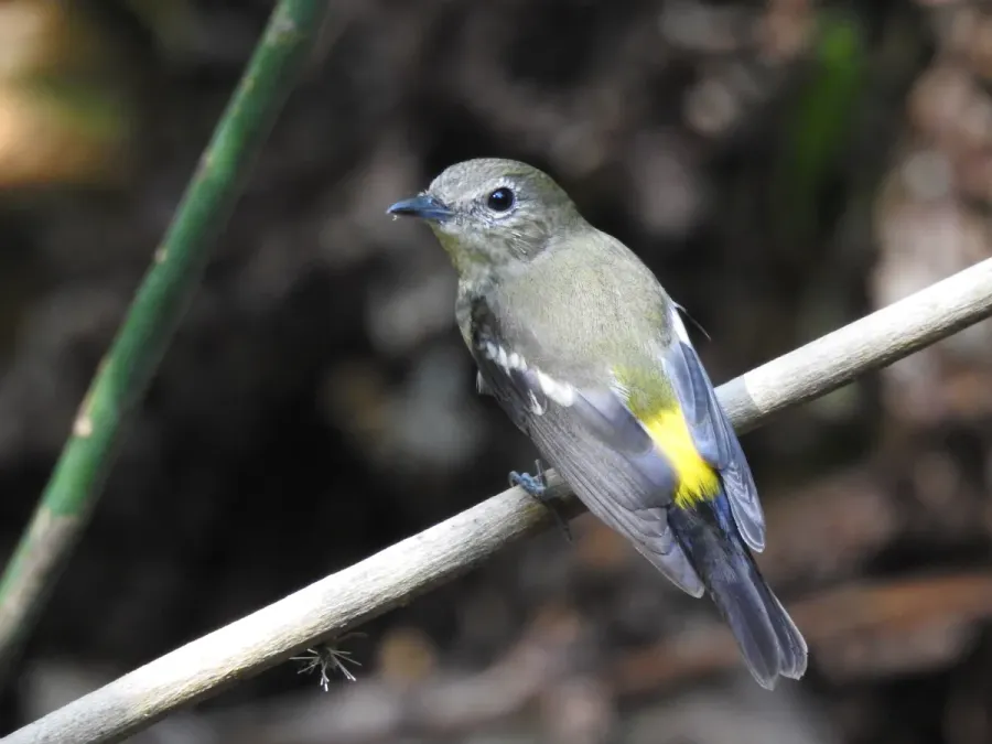 File:Ficedula zanthopygia 31827155.jpg