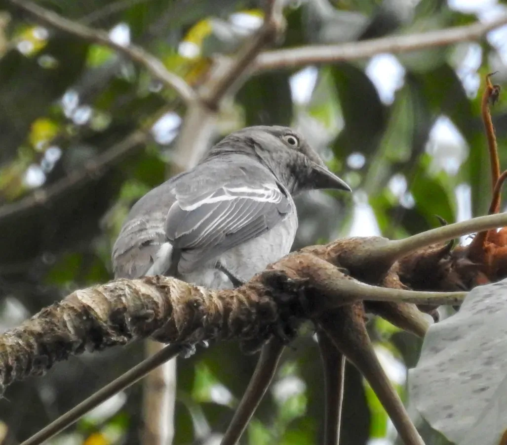 File:Xipholena atropurpurea 342399727.jpg