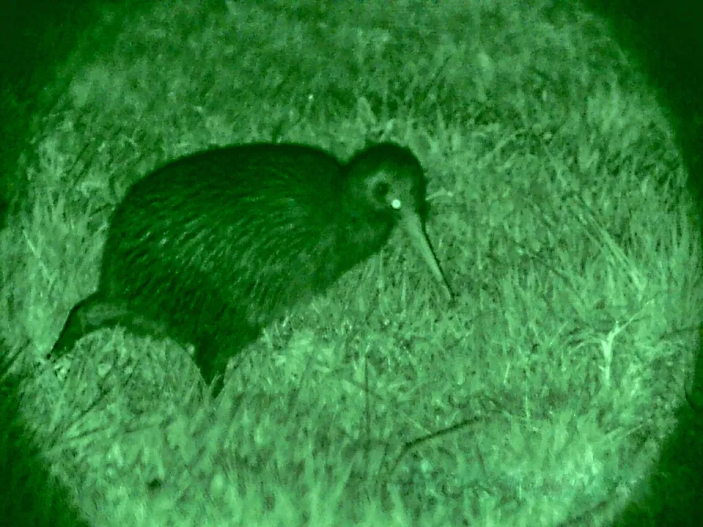 File:Apteryx mantelli 200349074.jpg