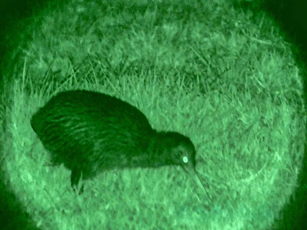 File:Apteryx mantelli 200349086.jpg